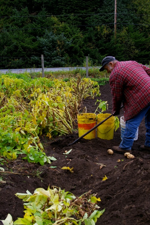 While digging potatoes, he uses the tops as back-fill to be composted directly into the soil 