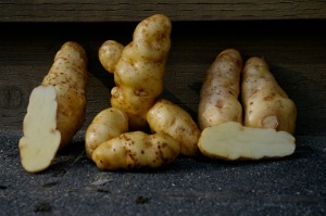 Some of Clarence's Ozette potatoes sitting on my porch; notice the knobbly one in the centre, that's all one potato!