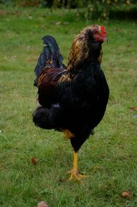 This rooster, having heard what happened to 'The' Yellow Legs, is reluctant to show off his legs. 