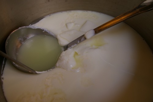 The clabbered mozzarella will hold the spoon up; it is thick like yogurt. 