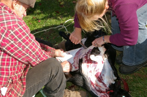 Carefully separate the skin from the animal leaving the meat with the carcass. 