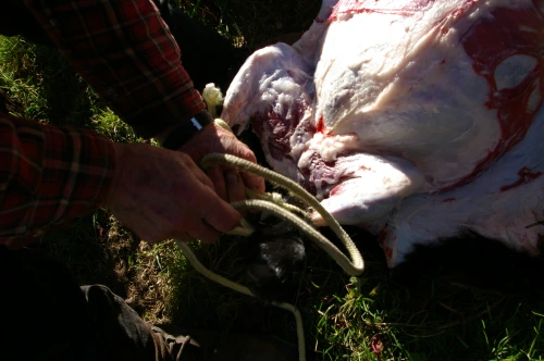 Cut hole between the tendon and bone of each hind leg then slip a rope through for hanging. 