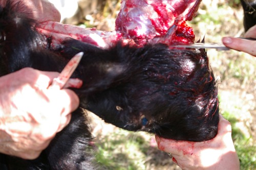 With a knife or meat saw, remove the head once you get the animal completely skinned. 