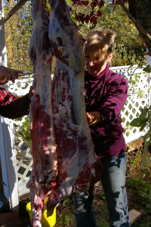 Goat carcass cut into two sides. We are not cutting off the extra fat before taking the meat to the butcher for hanging. 