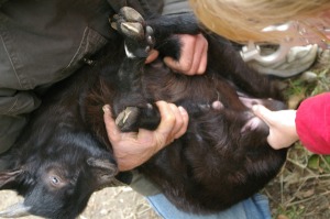 The easiest method of holding the goat kid in preparation for castration. 